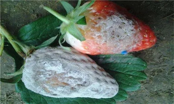 草莓白粉病的表現癥狀