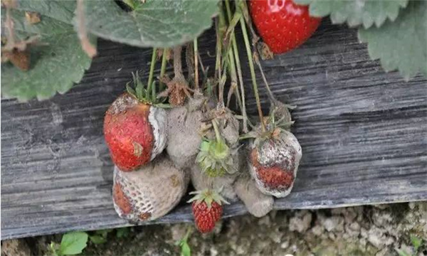 草莓灰霉病的癥狀表現