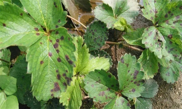草莓葉斑病發病規律